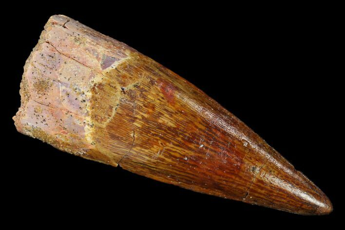 2.17" Real Spinosaurus Tooth - Excellent Enamel and Tip